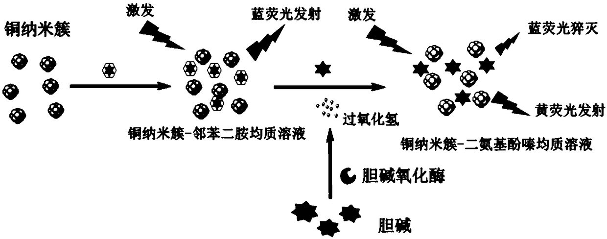 Method for detecting choline by using ratio fluorescent probe based on copper nano-cluster compound