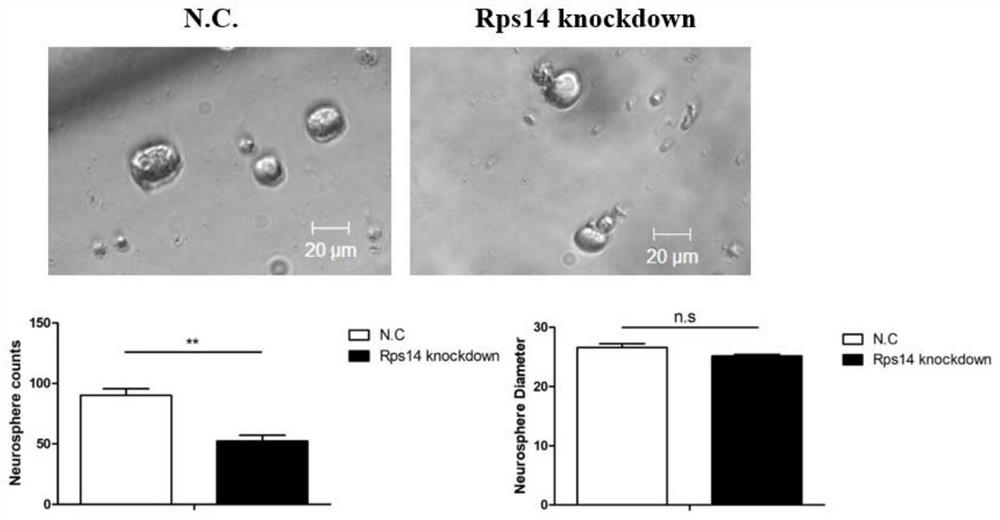Method for regulating and controlling proliferation and differentiation of inner ear stem cells by Rps14 and Foxg1 and application of method