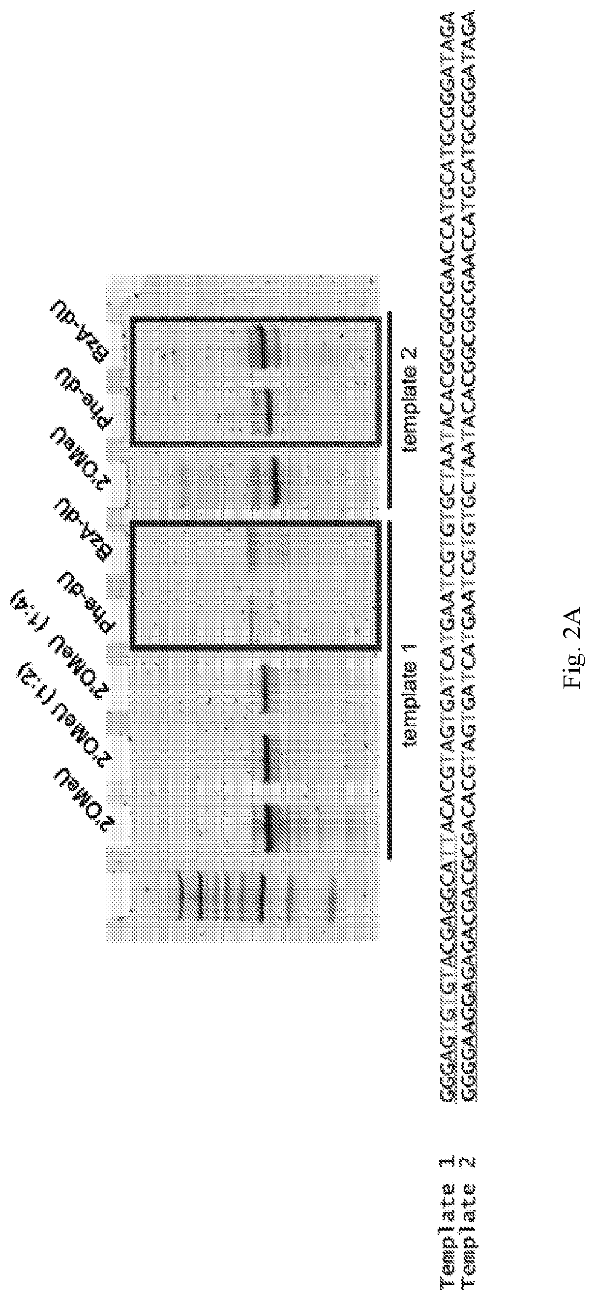 Chemically modified RNA aptamers and uses thereof