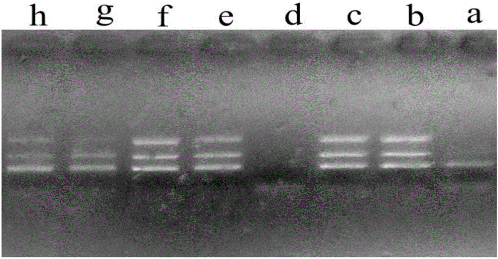 Method for rapidly extracting mitochondrial DNA and application and related kit thereof