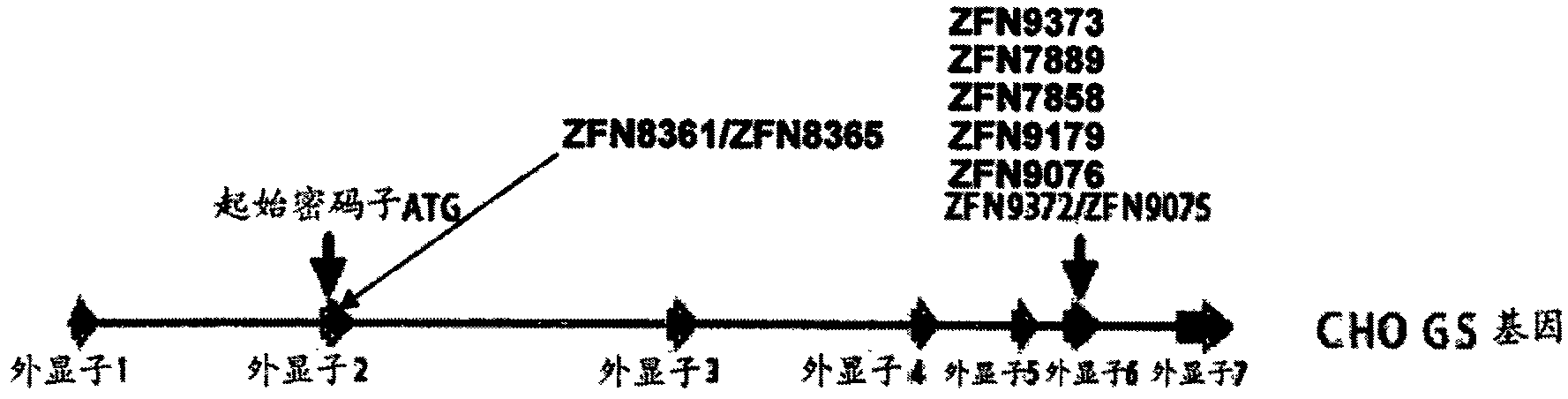 Methods and compositions for inactivating glutamine synthetase gene expression