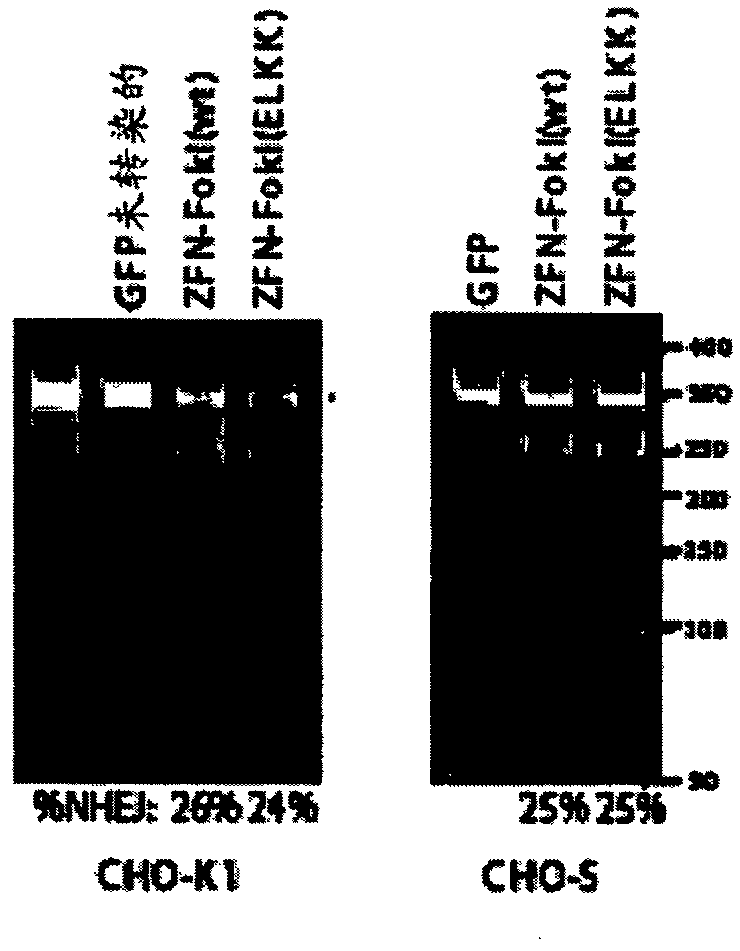 Methods and compositions for inactivating glutamine synthetase gene expression