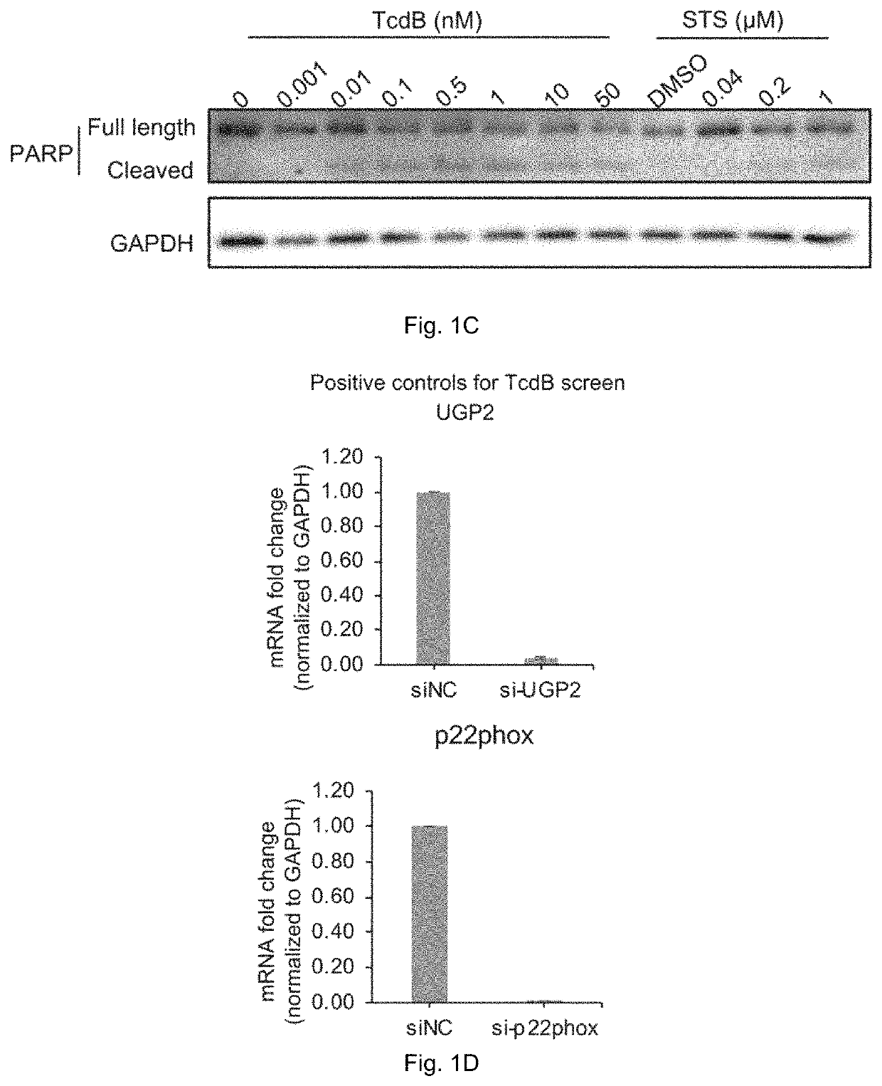 Method of treating <i>Clostridium difficile </i>infection or its associated symptoms