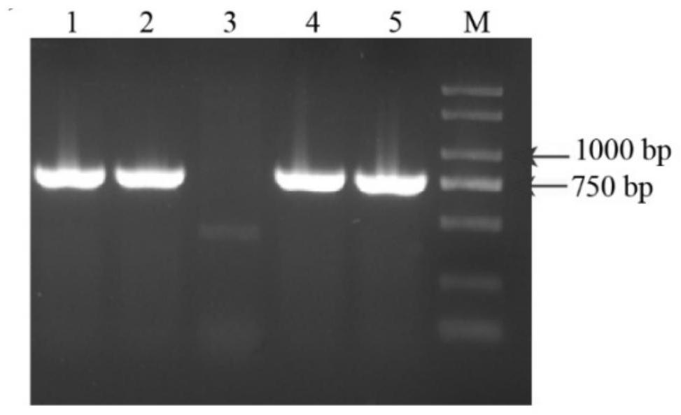 Key gene GbMYB6 for promoting gingko flavonoid synthesis as well as protein expressed by key gene GbMYB6, carrier and application thereof