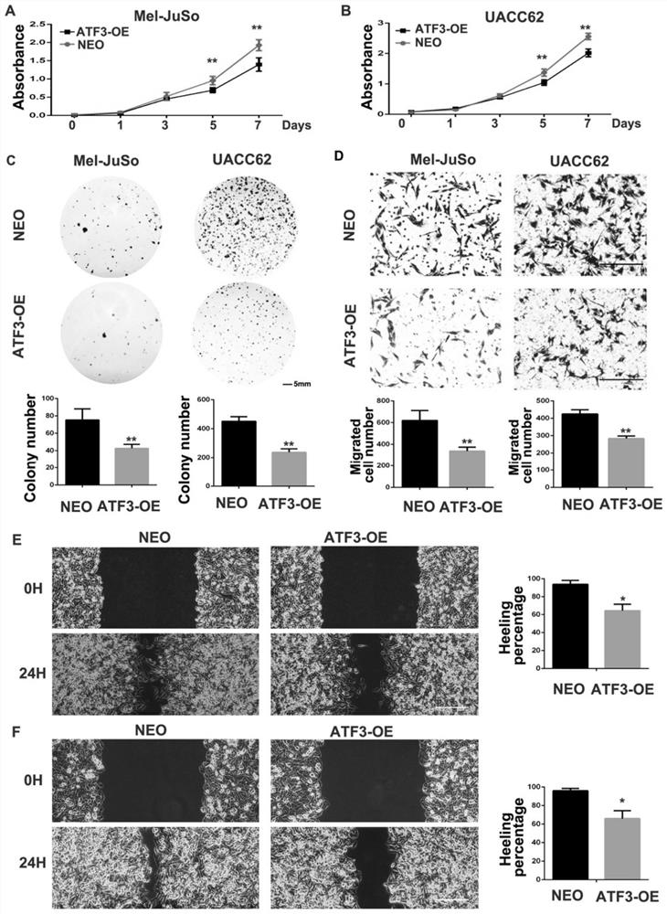 Application of dermal fibroblasts in the treatment of melanoma