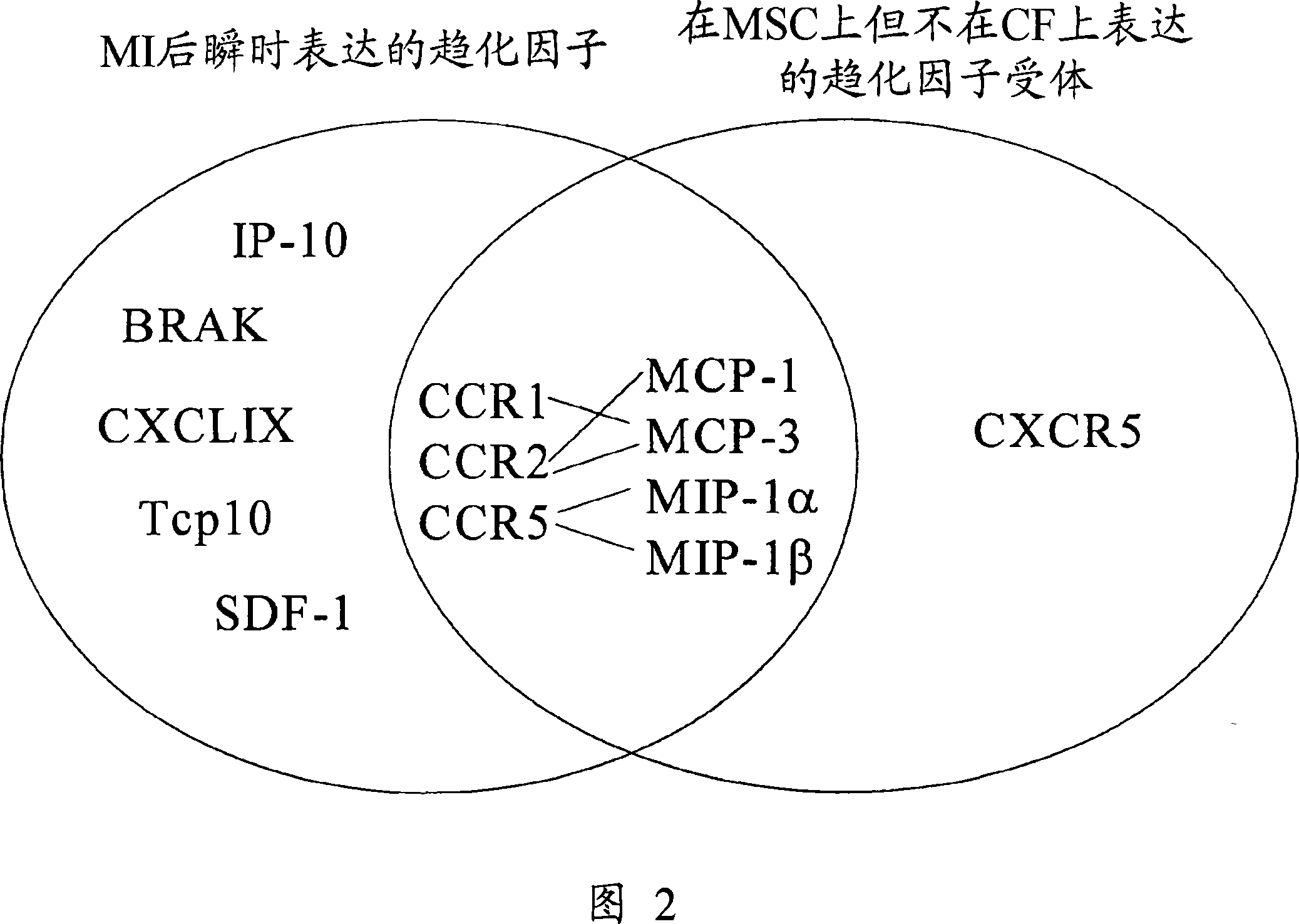 CCR ligands for stem cell homing