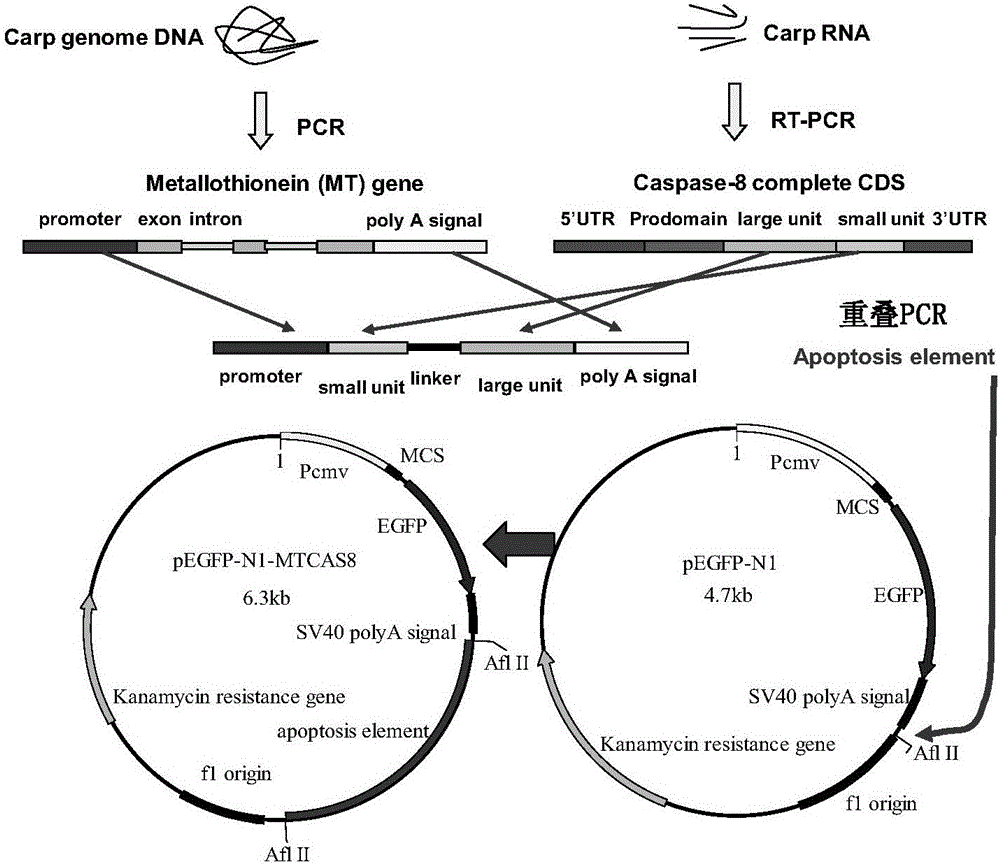 Constructed carp apoptotic gene, vector and application of gene