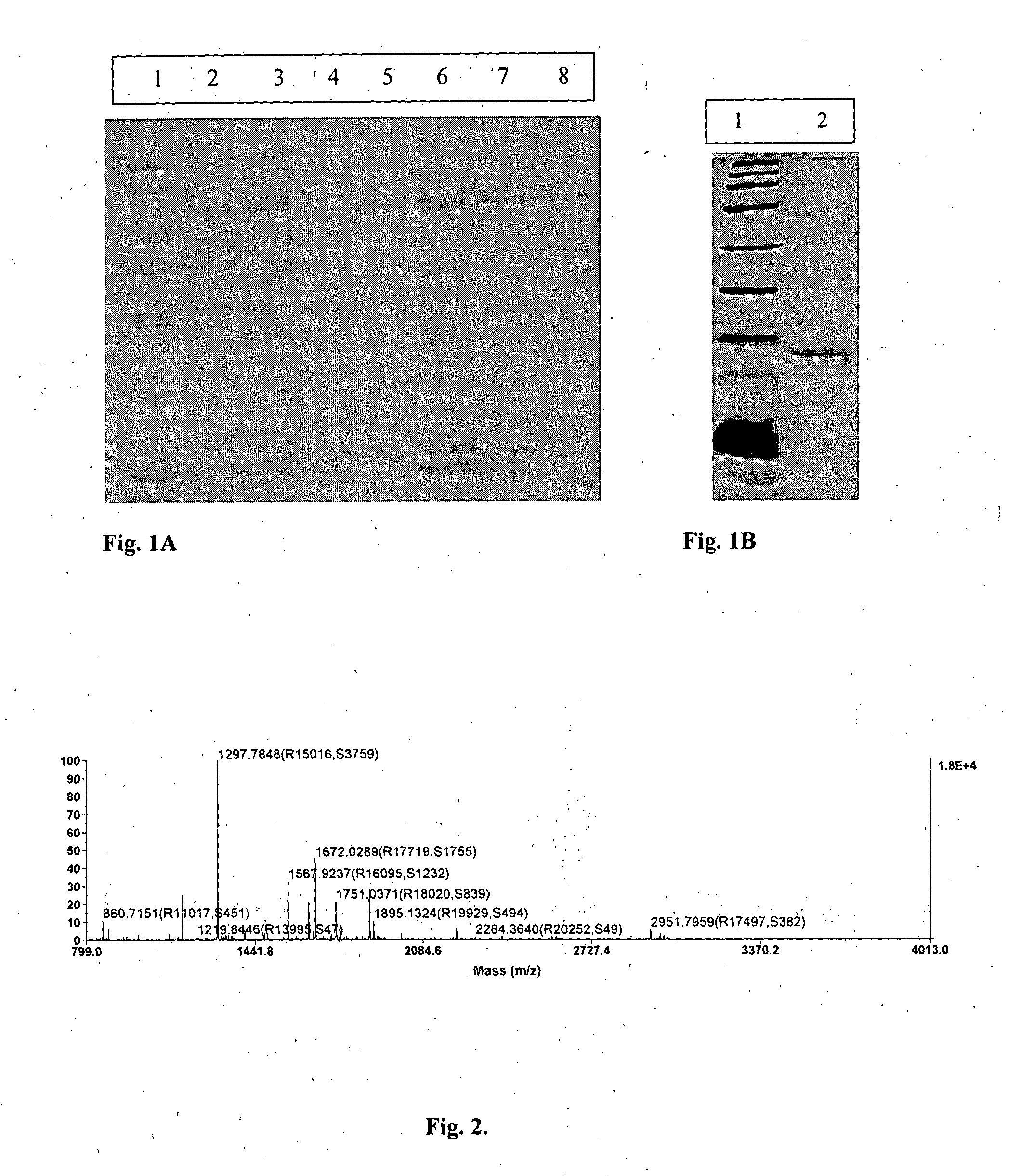 Allium fistulosum leaf agglutinin recombinant protein, its encoding polynucleotide, primer and process for preparation thereof