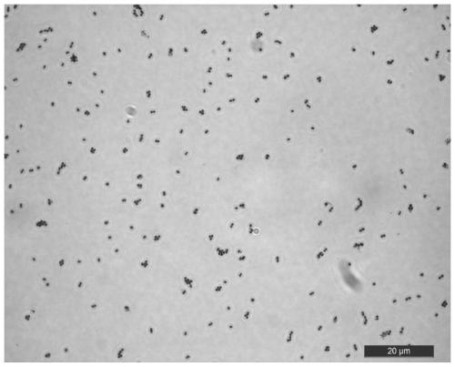 Screening and application of enterococcus faecium G12