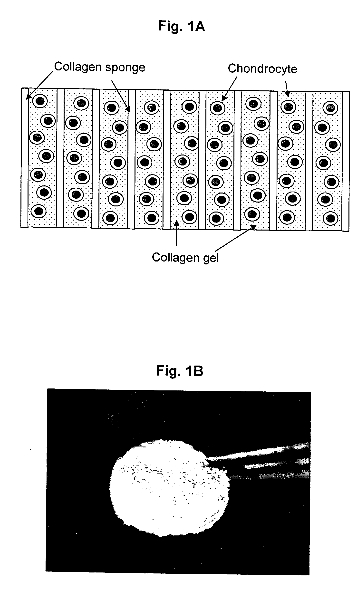 Neo-cartilage constructs and a method for preparation thereof