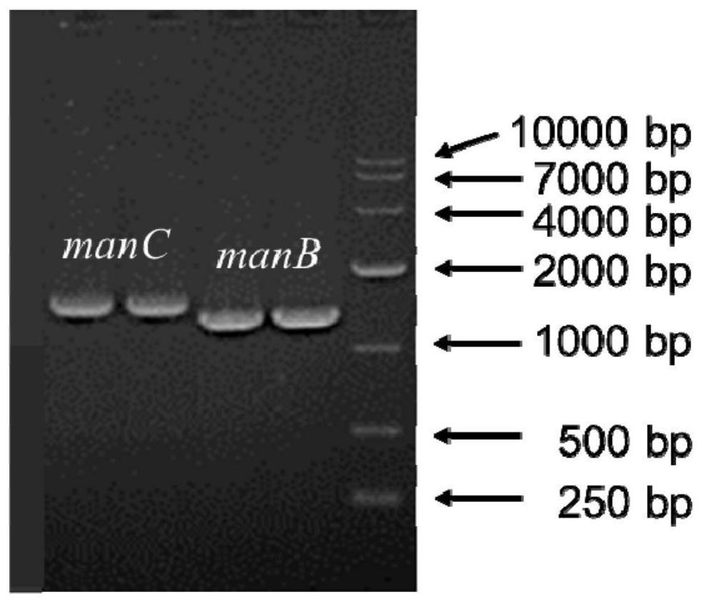 An Escherichia coli engineering strain that efficiently produces gdp-fucose