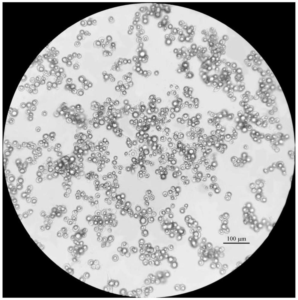 A method for isolating and culturing fish high-fat stored hepatocytes