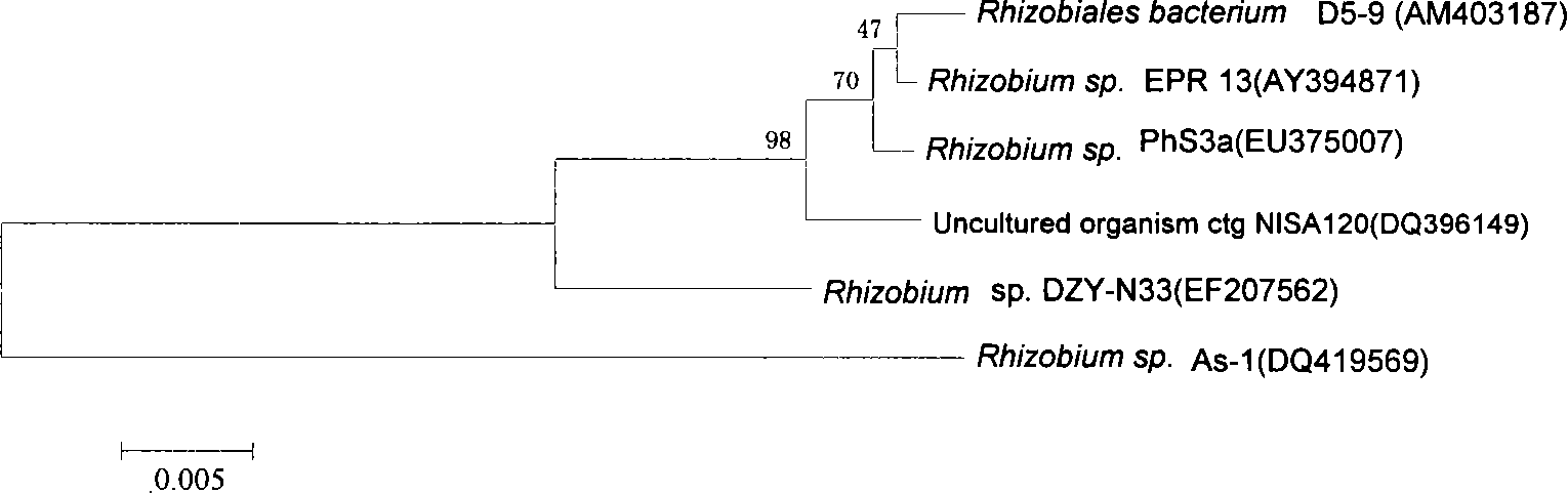Mangrove rhizosphere azotobacter (DZY-N33) and use thereof