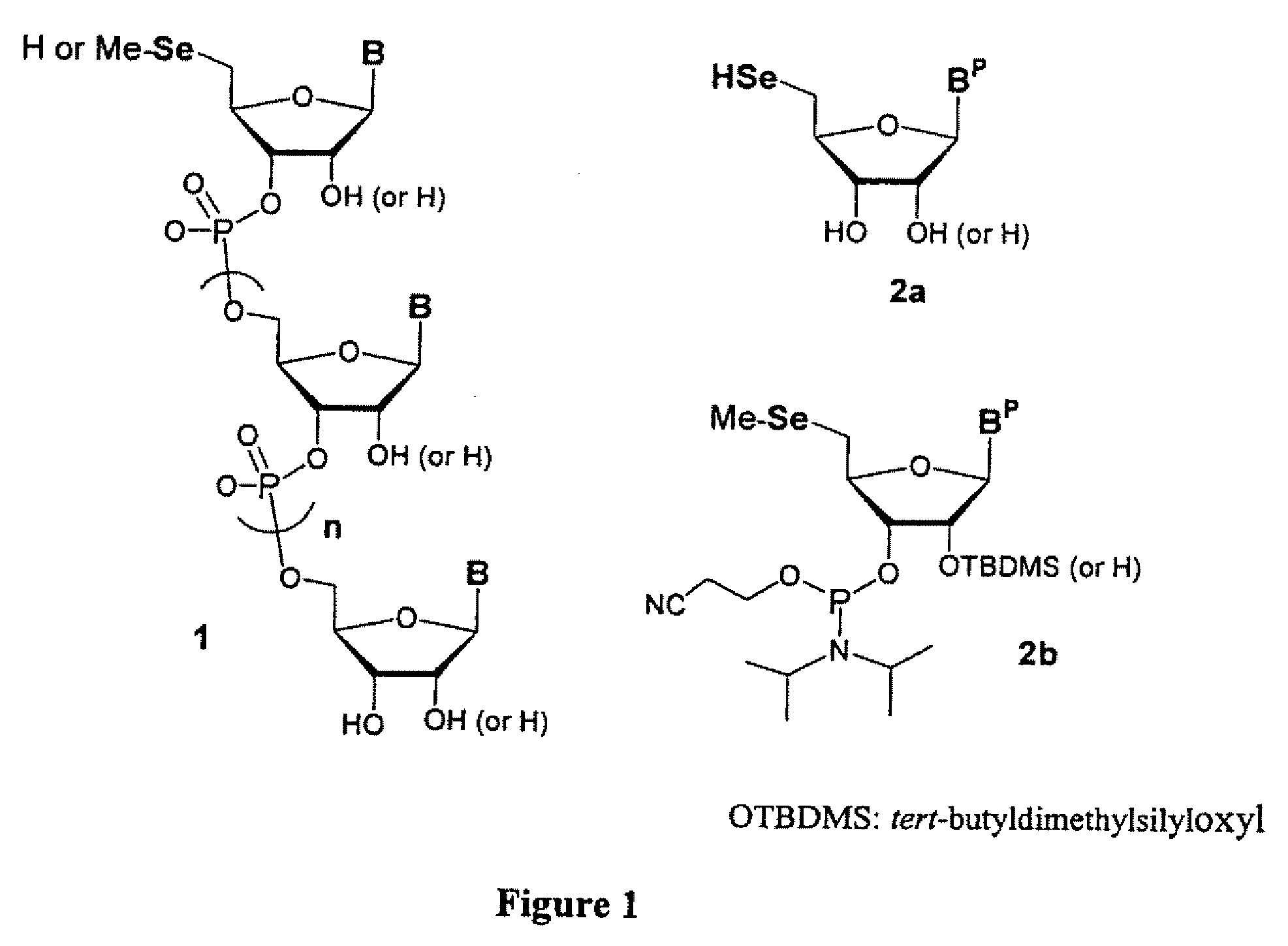 Synthesis of selenium-derivatized nucleosides, nucleotides, phosphoramidites, triphosphates and nucleic acids