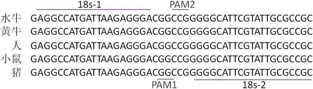Method for targeted editing of buffalo 18S rDNA gene by virtue of adenovirus system