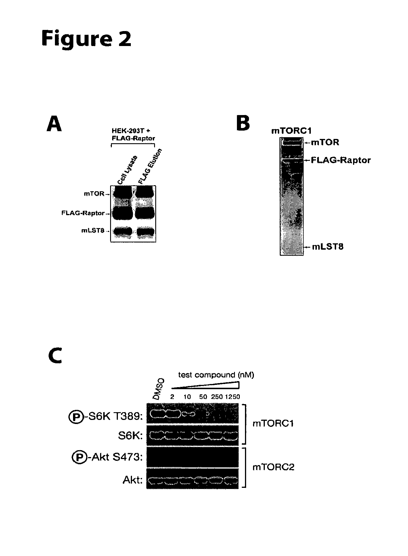 Soluble mTOR complexes and modulators thereof