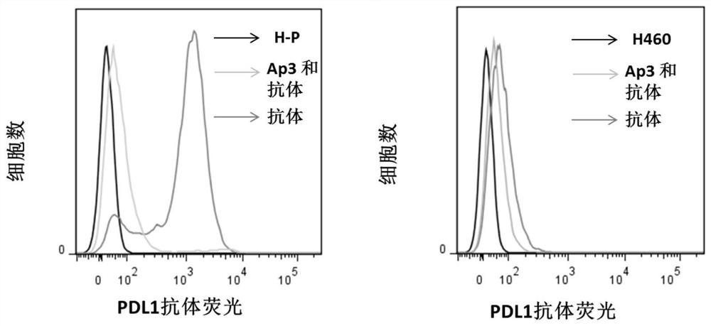 Nucleic acid aptamer for detecting human pdl1 protein and its application in preparation of detection preparation