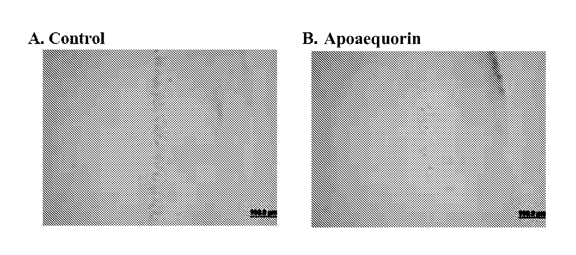 Method of treating ischemic injury using apoaequorin