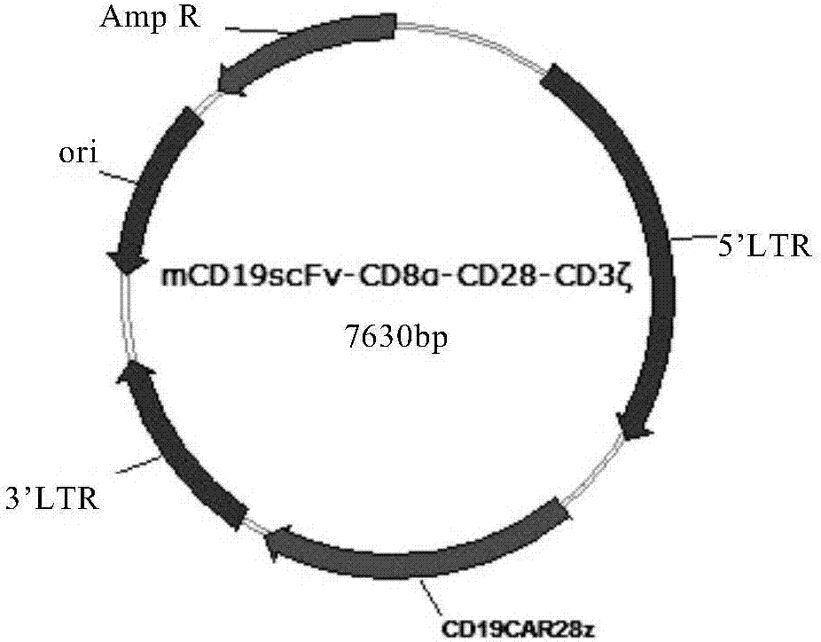 Chimeric antigen receptor of target CD19 and application of chimeric antigen receptor