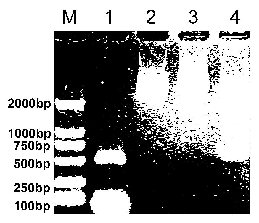 Dendrobium nobile florigen DnFT gene and cloning method and application thereof