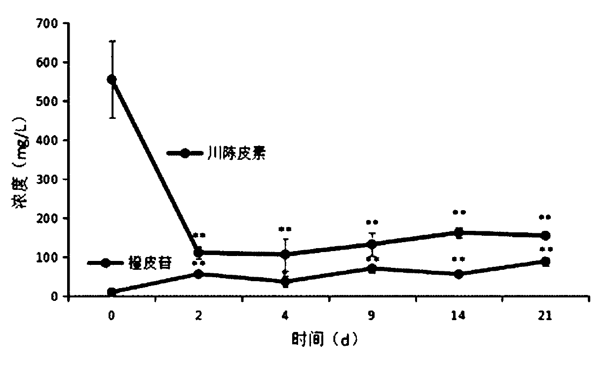 Orange peel soup fermented beverage and preparation method thereof