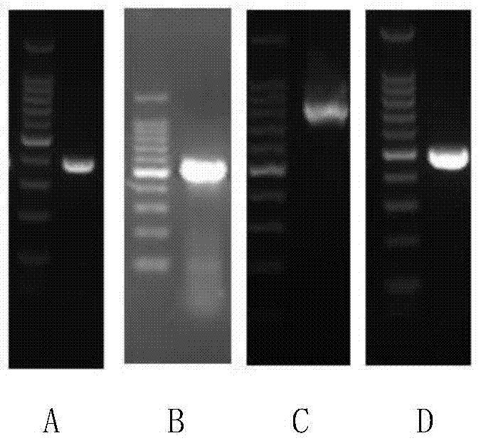 Multiplex PCR detection kit and detection method for newly-emerged intestinal protozoa
