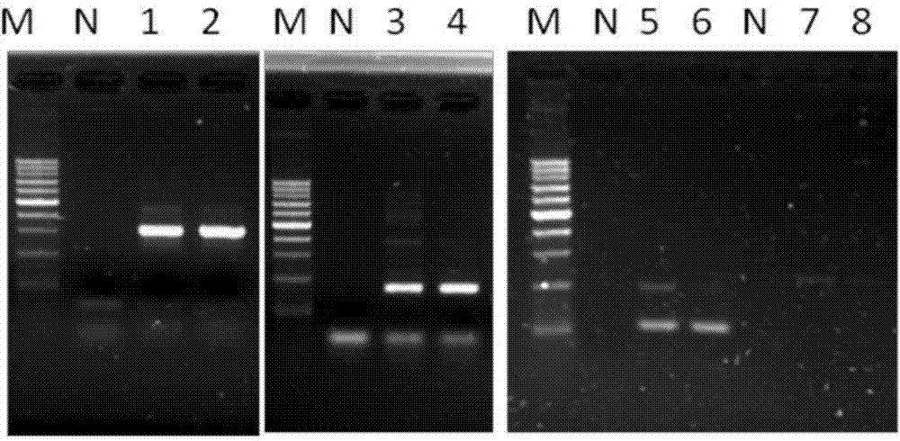 Multiplex PCR detection kit and detection method for newly-emerged intestinal protozoa