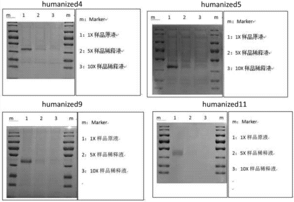 Chimeric antigen receptor of anti-human CD19 antigen and application thereof