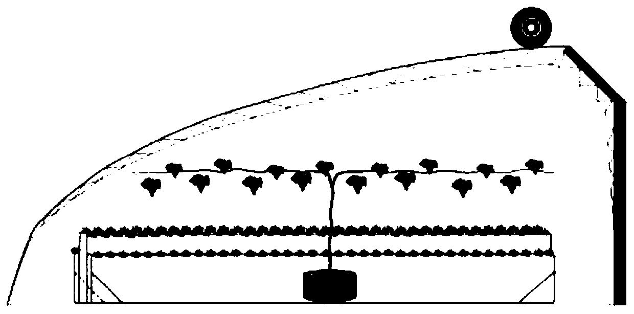 Interplanting method of root-limited grape and floor stand strawberry