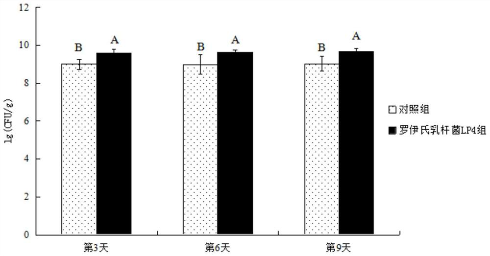 A strain of Lactobacillus reuteri and its application in bee breeding