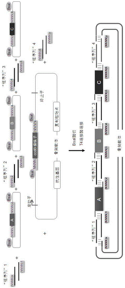 Oligonucleotide-linker-mediated DNA assembly method and application thereof