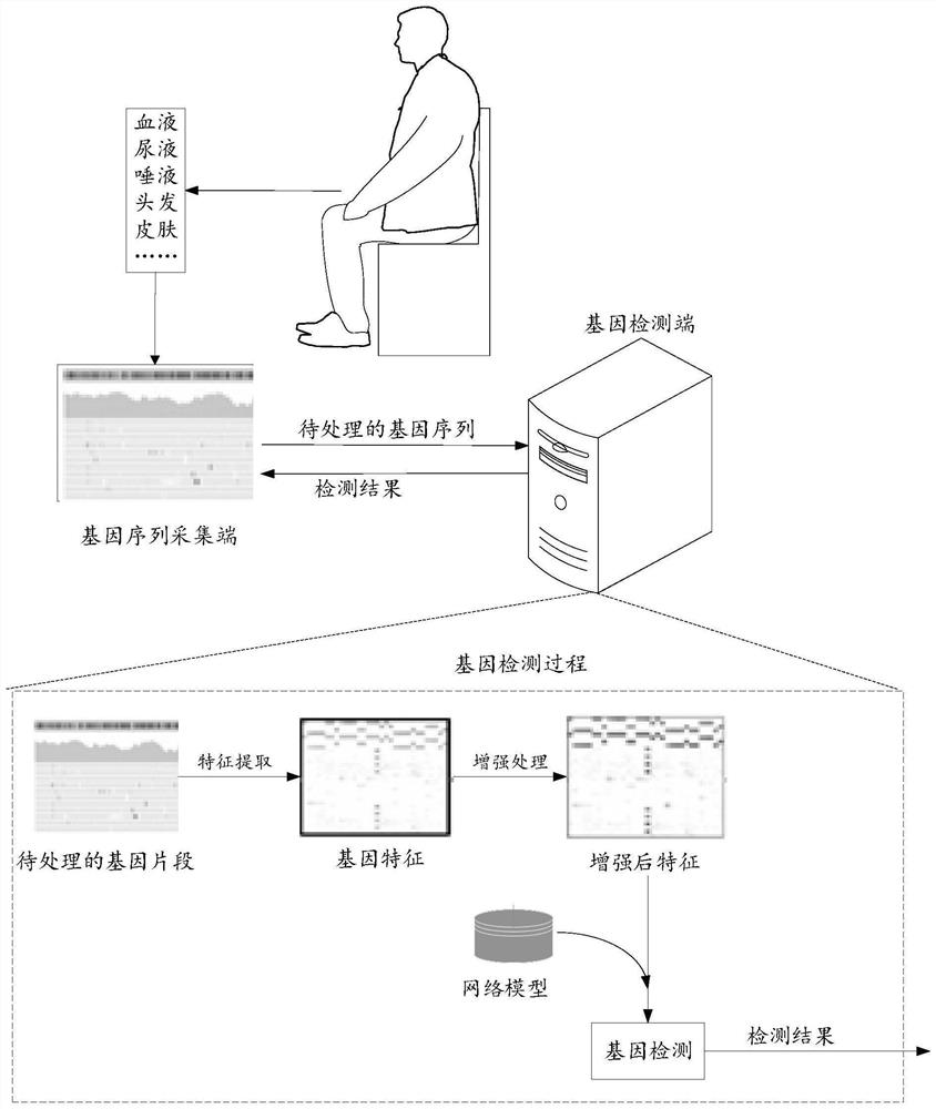 Gene detection method, feature extraction method, device, equipment and system