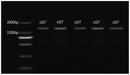 Locust uridine diphosphate glucuronic acid transferase gene and application thereof