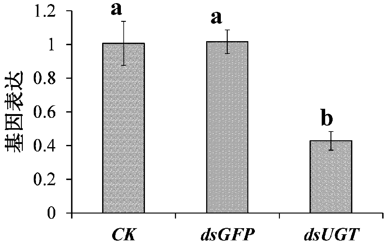 Locust uridine diphosphate glucuronic acid transferase gene and application thereof