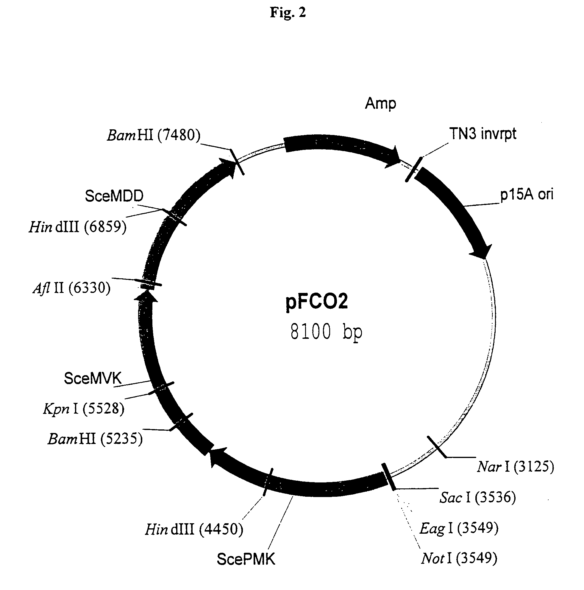 Materials and methods for increasing isoprenoid production in cells