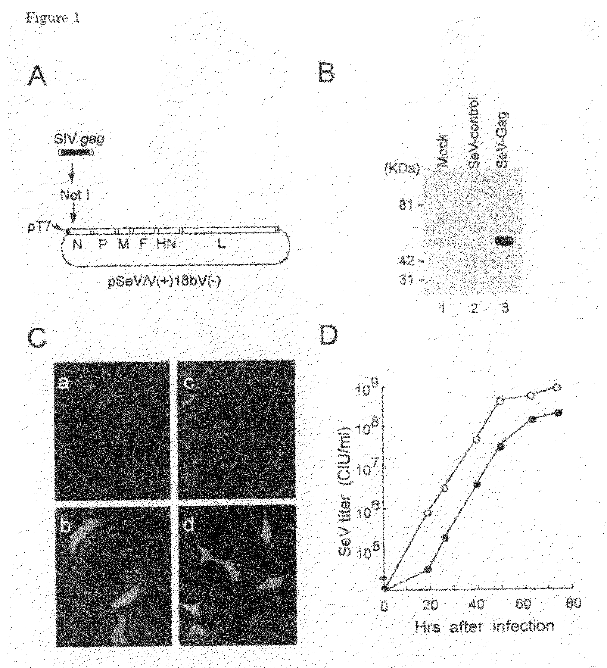 Aids virus vaccines using sendai virus vector