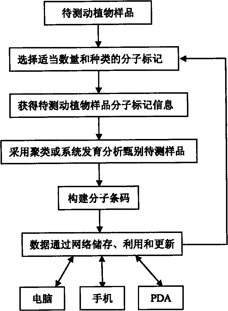Method for preparing molecular bar code system for describing and discriminating animals and plants and application thereof