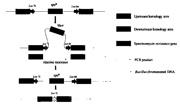 Recombinant bacillus subtilis for expressing cellobiose-2-epimerase based on D-alanine defective screening, and construction method of recombinant bacillus subtilis