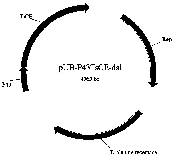 Recombinant bacillus subtilis for expressing cellobiose-2-epimerase based on D-alanine defective screening, and construction method of recombinant bacillus subtilis