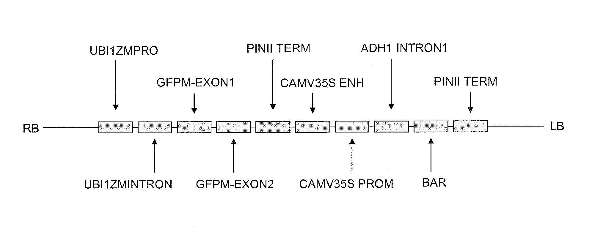 Production of progenitor cereal cells