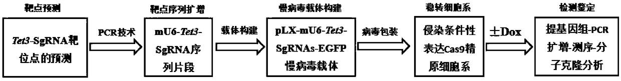 Cell line for conditional induced knockout of mouse spermatogonia Tet3 gene and construction method thereof