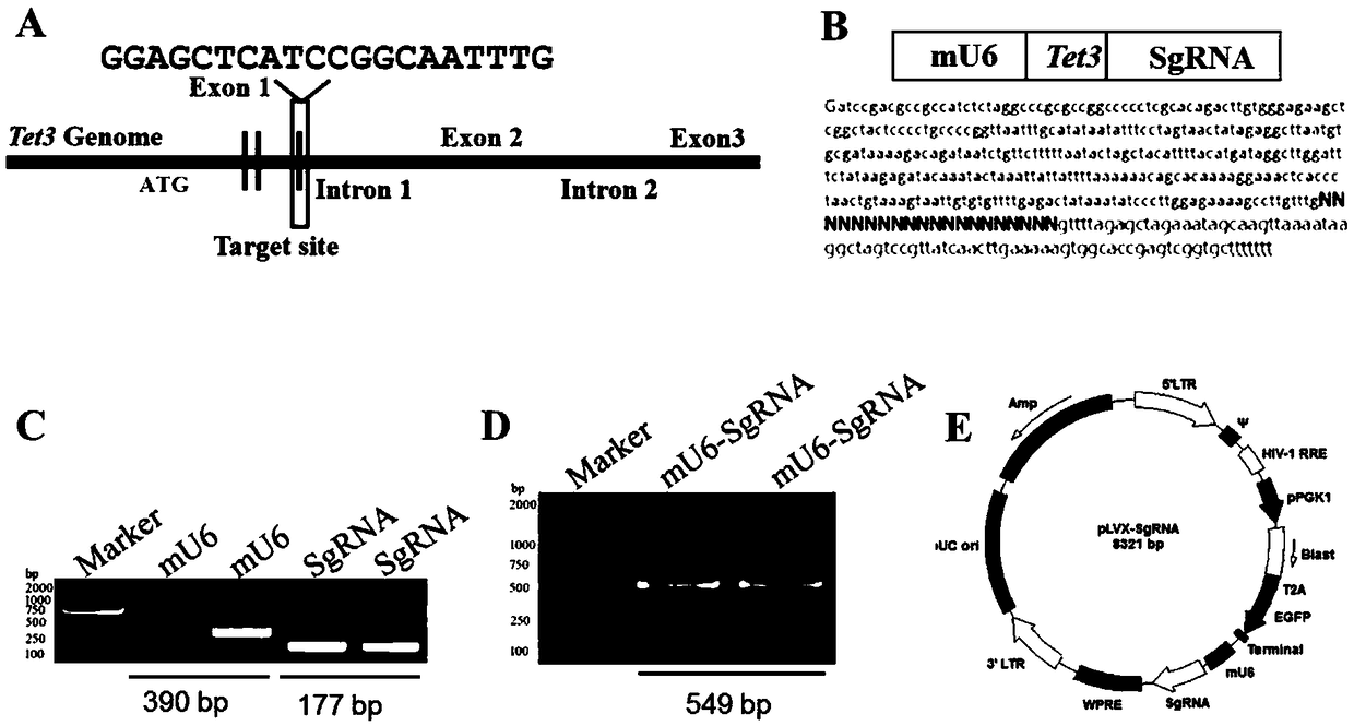 Cell line for conditional induced knockout of mouse spermatogonia Tet3 gene and construction method thereof