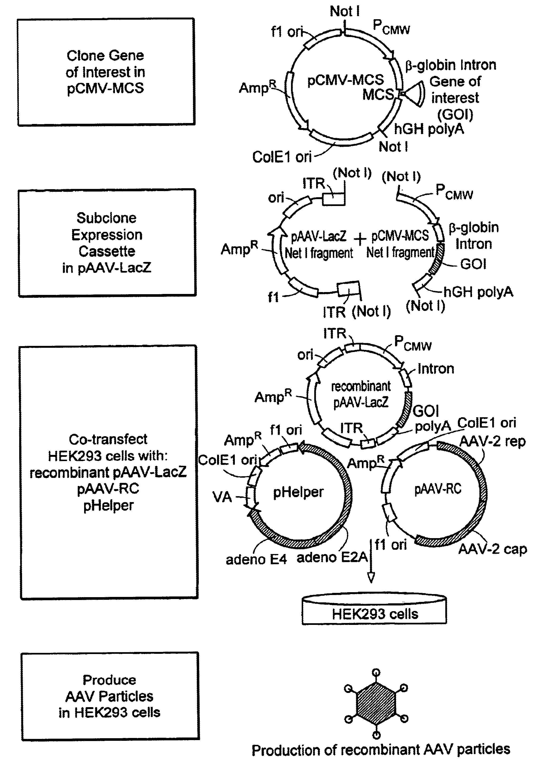 Method and kits for titering adeno-associated virus vectors