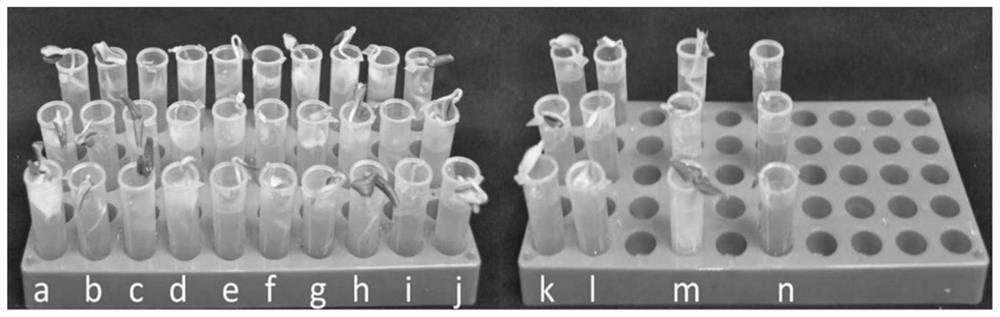 A rapid screening method for living organisms against Trichoderma