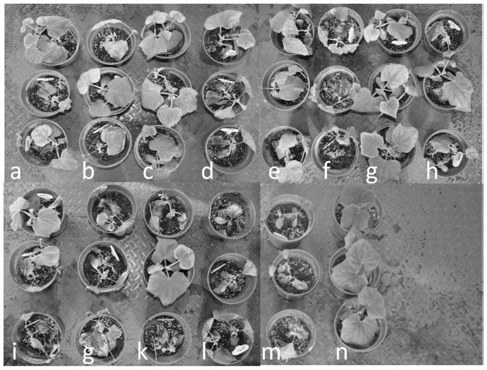 A rapid screening method for living organisms against Trichoderma