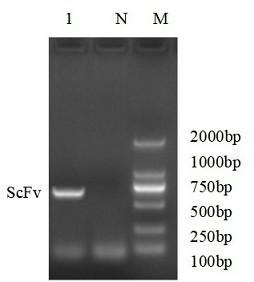 Anti-duck circovirus single-chain antibody and preparation method and application thereof