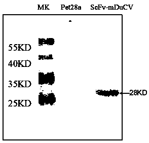 Anti-duck circovirus single-chain antibody and preparation method and application thereof