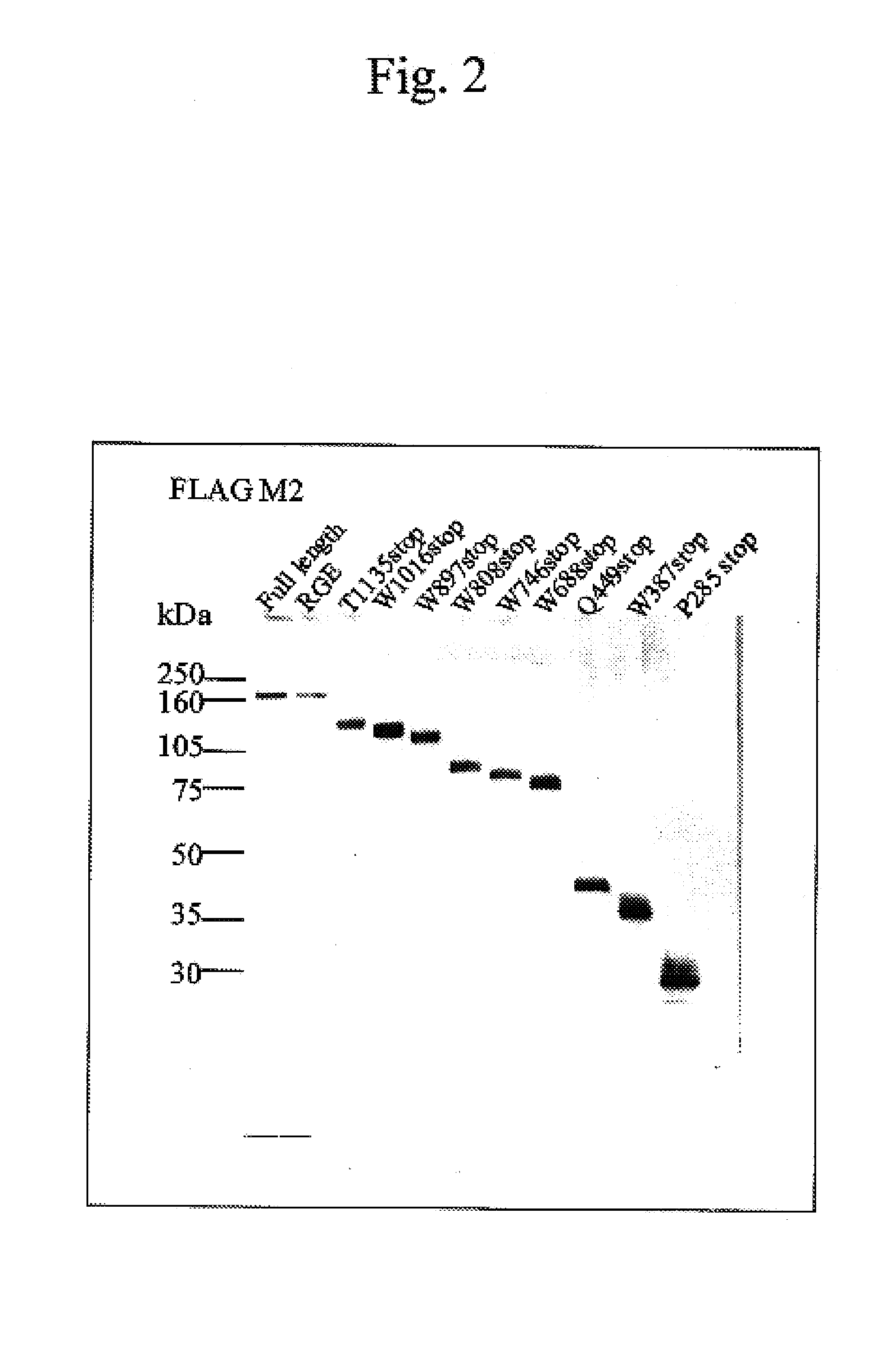 Construct comprising recognition domain of antibody against von Willebrand factor-specific cleaving enzyme