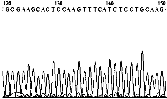 Method for improving content of 5-methyltetrahydrofolate by gene knockout