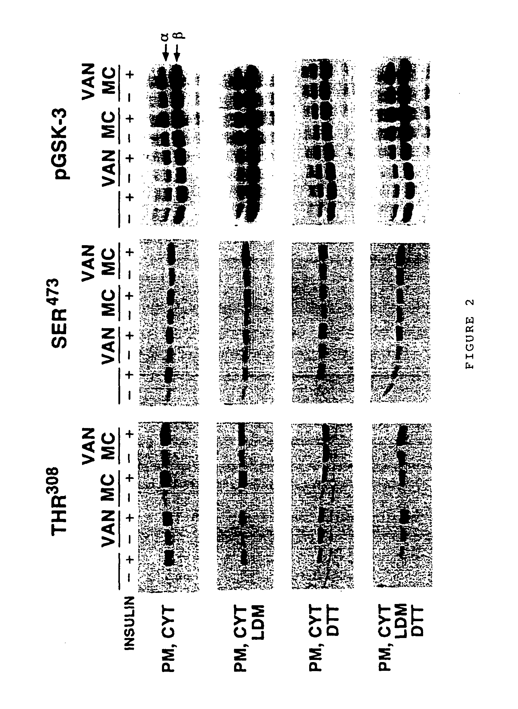 Cell-free assay for insulin signaling